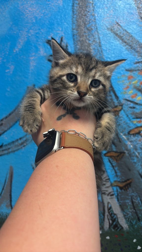 Shelter Stray Female Cat last seen Bexar County, New Braunfels, TX 78130