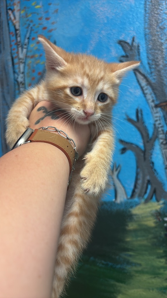 Shelter Stray Male Cat last seen Bexar County, New Braunfels, TX 78130
