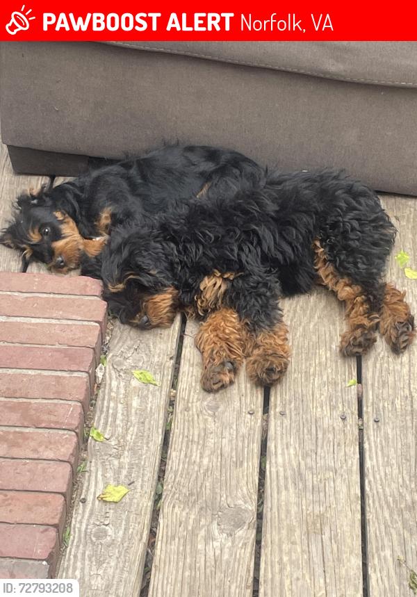 Lost Male Dog last seen W. Norcova Dr , Norfolk, VA 23502