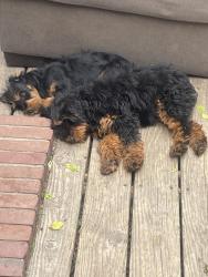 Lost Male Dog last seen W. Norcova Dr , Norfolk, VA 23502