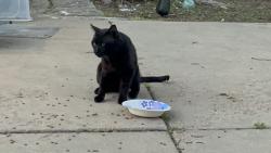 Found/Stray Male Cat last seen Hillside and Mount Vernon, Wichita, KS 67218