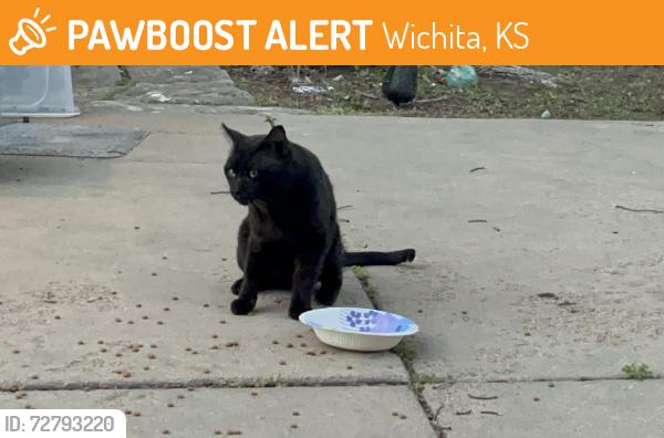 Found/Stray Male Cat last seen Hillside and Mount Vernon, Wichita, KS 67218