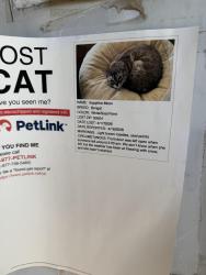 Lost Female Cat last seen Flyer spotted in No Name Creek. Not my cat, just would like to see her found. , Frederick, CO 80530