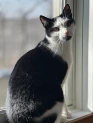 Lost Male Cat last seen Stony mountain rd. , Penn Forest Township, PA 18229