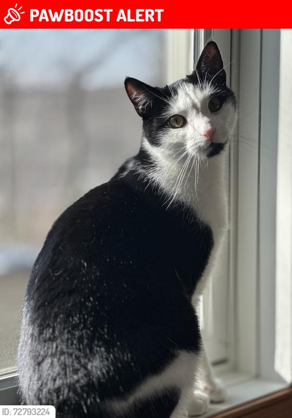 Lost Male Cat last seen Stony mountain rd. , Penn Forest Township, PA 18229