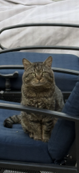 Found/Stray Unknown Cat last seen Plum Grove Road and Euclid, Rolling Meadows, IL 60008