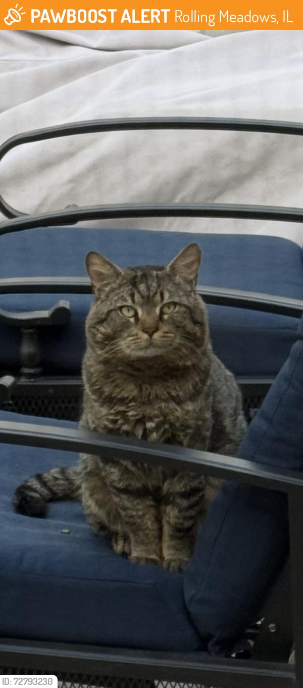 Found/Stray Unknown Cat last seen Plum Grove Road and Euclid, Rolling Meadows, IL 60008