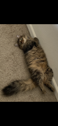 Lost Female Cat last seen Virginia center commons pkwy , Henrico County, VA 23059