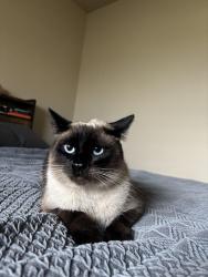 Lost Male Cat last seen ustick and five mile, Boise, ID 83713