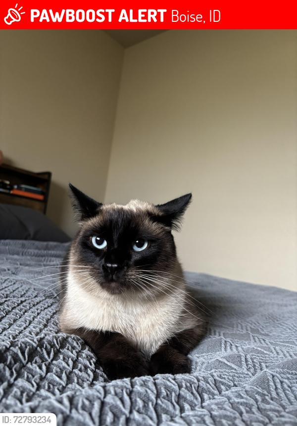 Lost Male Cat last seen ustick and five mile, Boise, ID 83713