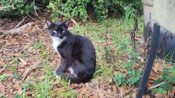 Found/Stray Female Cat last seen Near Dr. Bob Irelan's Veterinary Services, Lakeland, FL 33809