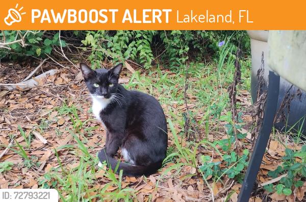 Found/Stray Female Cat last seen Near Dr. Bob Irelan's Veterinary Services, Lakeland, FL 33809
