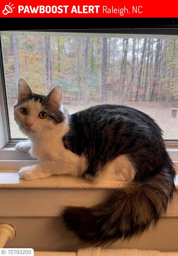 Lost Male Cat last seen Durham Road Hwy 98 near Remington Forest Neighborhood, Raleigh, NC 27614