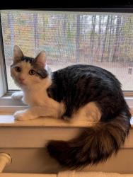 Lost Male Cat last seen Durham Road Hwy 98 near Remington Forest Neighborhood, Raleigh, NC 27614