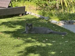 Lost Female Cat last seen Paradise drive and harbor drive , Corte Madera, CA 94925