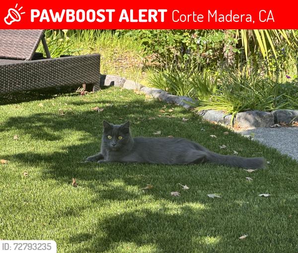 Lost Female Cat last seen Paradise drive and harbor drive , Corte Madera, CA 94925