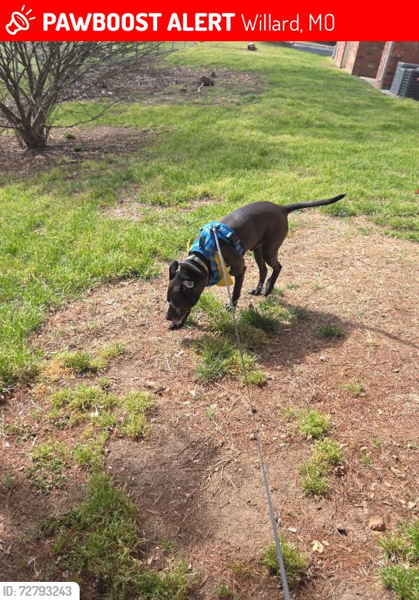 Lost Male Dog last seen Near Kime st headed west, Willard, MO 65781