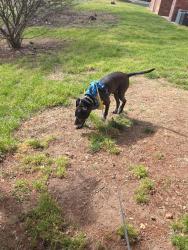 Lost Male Dog last seen Near Kime st headed west, Willard, MO 65781