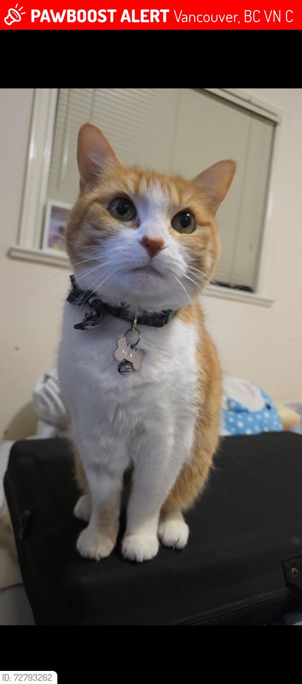 Lost Female Cat last seen East 13th Ave between Commercial Dr and Victoria Dr, Vancouver, BC V5N 2C1