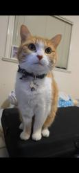 Lost Female Cat last seen East 13th Ave between Commercial Dr and Victoria Dr, Vancouver, BC V5N 2C1