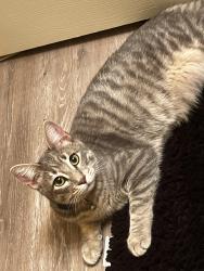 Lost Male Cat last seen Silver point & galm, San Antonio, TX 78254