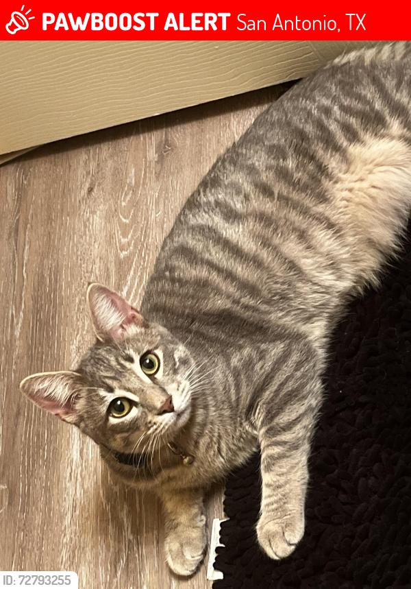 Lost Male Cat last seen Silver point & galm, San Antonio, TX 78254