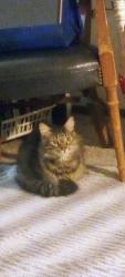 Lost Male Cat last seen Cottage Cafe, Spokane Valley, WA 99212