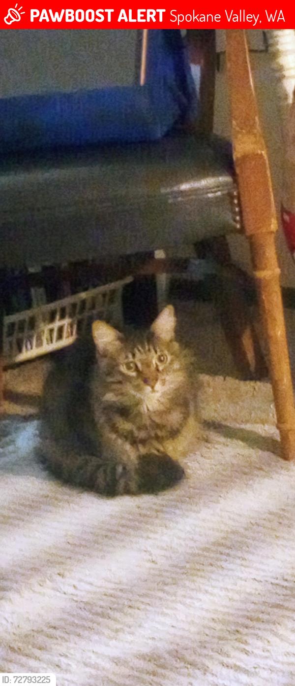 Lost Male Cat last seen Cottage Cafe, Spokane Valley, WA 99212