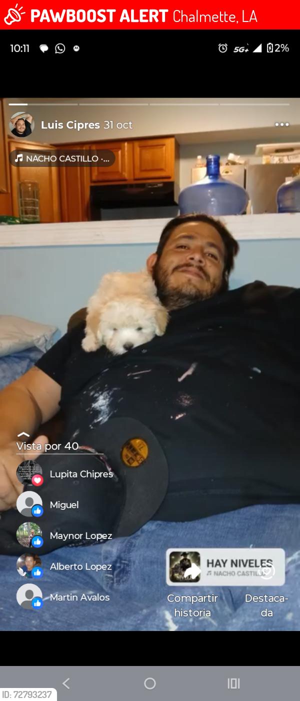 Lost Male Dog last seen Patricia and valor, Chalmette, LA 70043