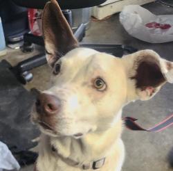 Found/Stray Female Dog last seen Hayward, Hayward, CA 94541