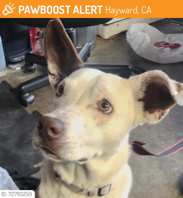 Found/Stray Female Dog last seen Hayward, Hayward, CA 94541