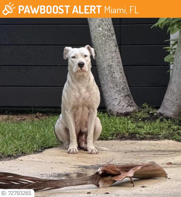Found/Stray Female Dog last seen NE 36th St and Biscayne Blvd, Miami, Miami, FL 33137