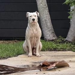 Found/Stray Female Dog last seen NE 36th St and Biscayne Blvd, Miami, Miami, FL 33137
