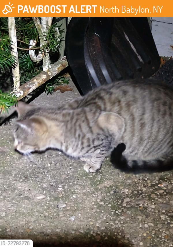 Found/Stray Unknown Cat last seen Powell Court, NB, North Babylon, NY 11703