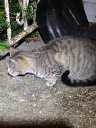 Found/Stray Unknown Cat last seen Powell Court, NB, North Babylon, NY 11703