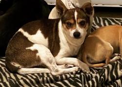 Lost Male Dog last seen Near Robious road , Richmond, VA 23235