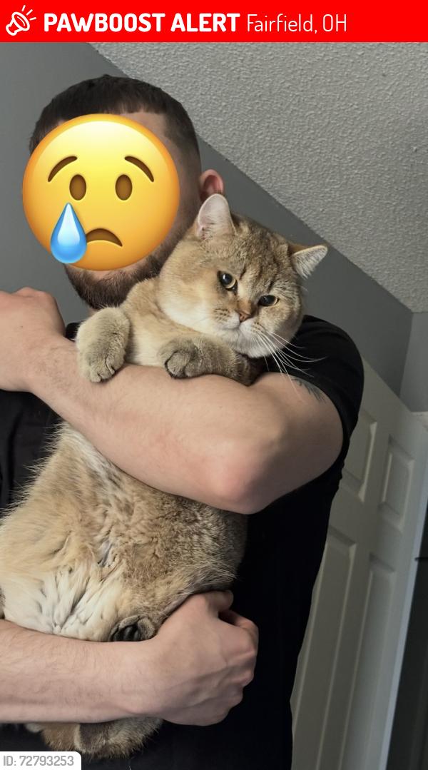 Lost Male Cat last seen Mack rd near rt 4 where all the apmts are, Fairfield, OH 45014