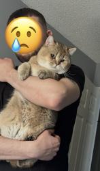 Lost Male Cat last seen Mack rd near rt 4 where all the apmts are, Fairfield, OH 45014