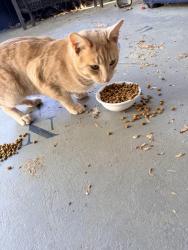 Found/Stray Male Cat last seen Behind Walmart 411 in Fairview sub, Maryville, TN 37803