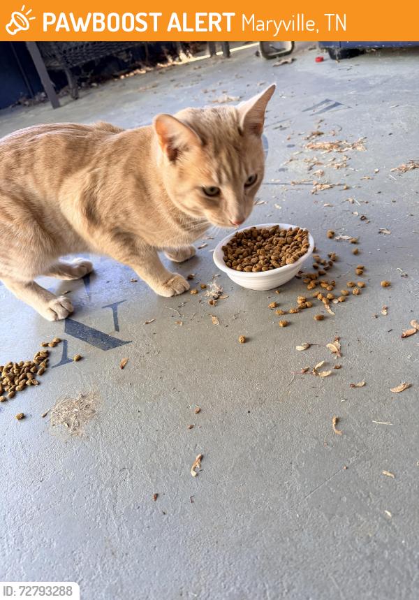 Found/Stray Male Cat last seen Behind Walmart 411 in Fairview sub, Maryville, TN 37803