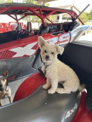 Lost Male Dog last seen Coors and gun club , Albuquerque, NM 87105