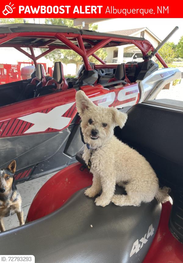 Lost Male Dog last seen Coors and gun club , Albuquerque, NM 87105