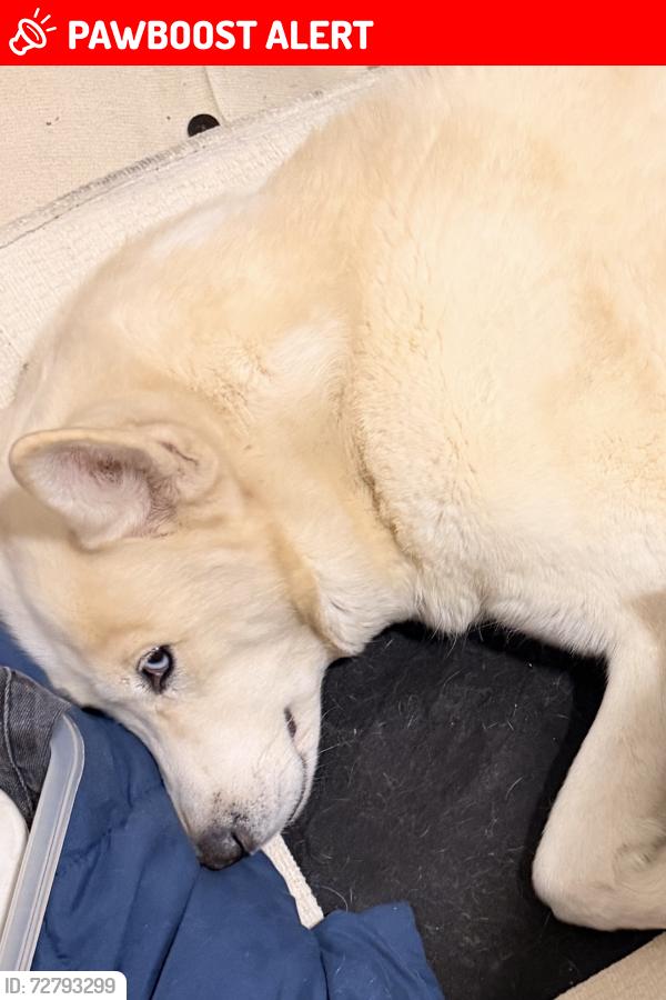 Lost Female Dog last seen Lansdowne ave, Upper Darby Township, PA 19082