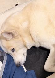Lost Female Dog last seen Lansdowne ave, Upper Darby Township, PA 19082
