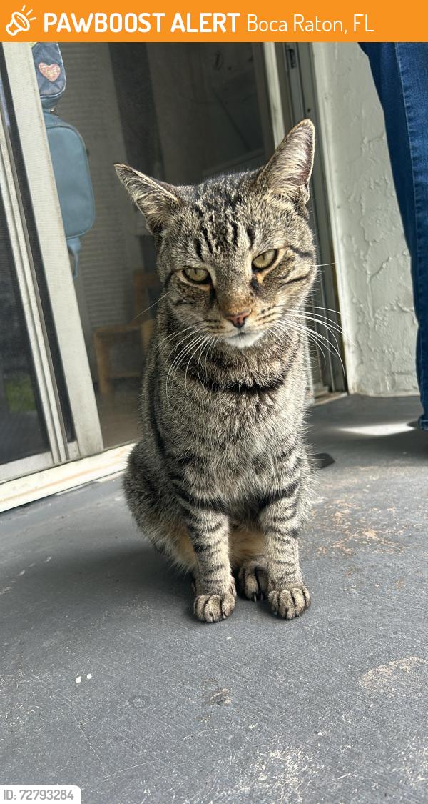 Found/Stray Unknown Cat last seen Near state 7, Boca Raton, FL 33428