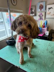 Lost Male Dog last seen ensenada & concina , Fort Worth, TX 76116