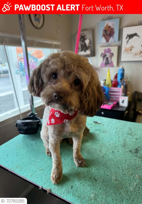 Lost Male Dog last seen ensenada & concina , Fort Worth, TX 76116