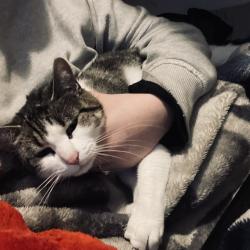Lost Female Cat last seen Fifth Ave, Bay Shore, NY 11706