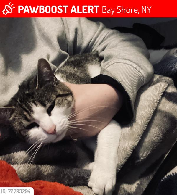 Lost Female Cat last seen Fifth Ave, Bay Shore, NY 11706