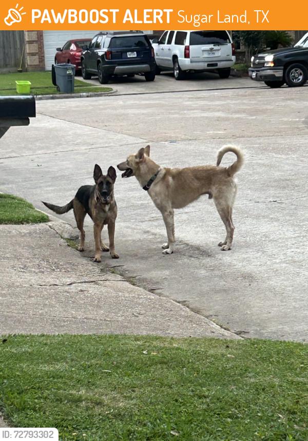 Found/Stray Unknown Dog last seen Went down Pheasant creek and cobble ridge, Sugar Land, TX 77498